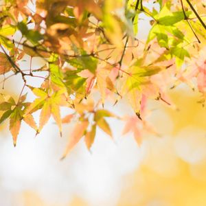 穿越过苍穹 伴奏