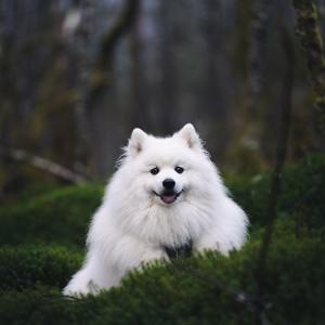 《成都》翻唱