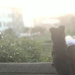 安河桥（翻自 宋冬野）