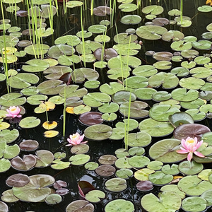 이겨내세요(inst)