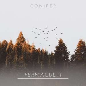 Conifer