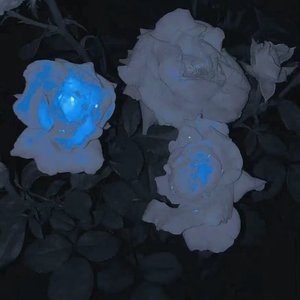 告别总在冬季0.95x