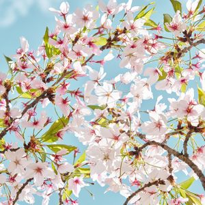 灵魂吸氧处的自由梦