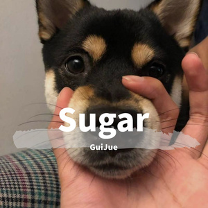 Sugar