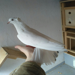 Во имя рэпа