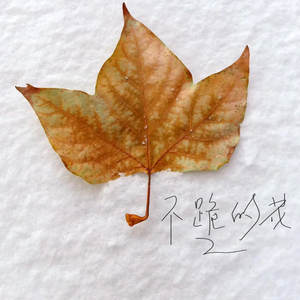 不跪的花 (伴奏)