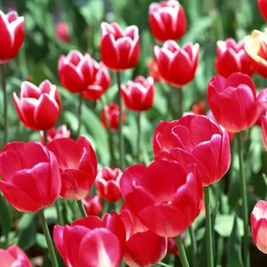 李江东 花间一壶酒