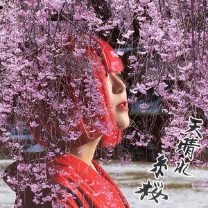 天晴れ糸桜