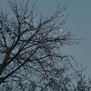 【原神音乐】Flower Dance(翻奏 Dj Okawar)