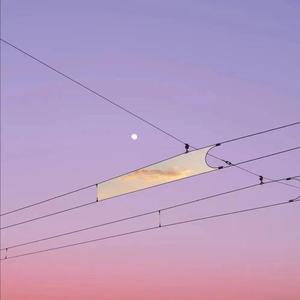 楼顶上的小斑鸠