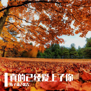 真的已经爱上了你