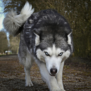 Lobo ¿Estas Ahi?