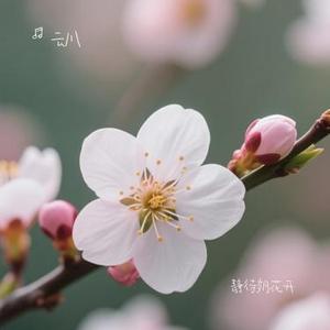 静待岁月花开