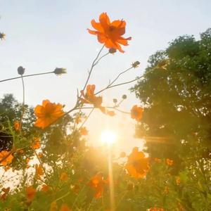 有的甜有的咸（优美旋律）