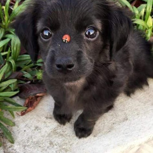 クリームで会いにいけますか (sped up)