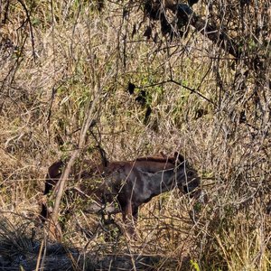 la Charrería viva la Cabalgata
