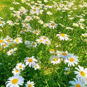 花田与歌（纯音乐）