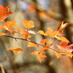 《山清水秀太阳高》古筝独奏小曲