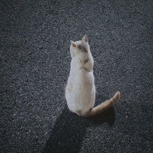 俏皮宠物趣时光