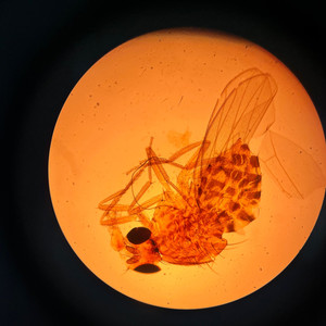 Канцона (Original Mix)