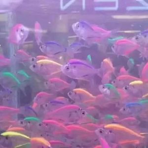 云起山间鸟声随风散.wav