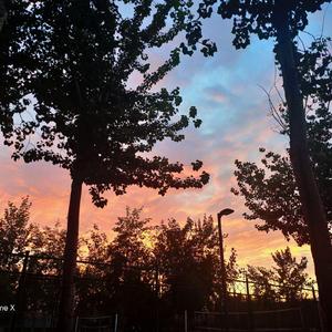 白山茶（翻自 马越敏）