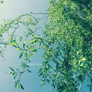 Weeping Willow