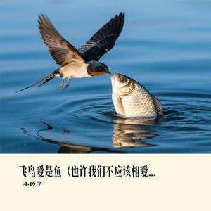 飞鸟爱是鱼 (也许我们不应该相爱)