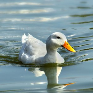 Through Every Whisper