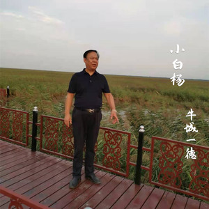 小白杨