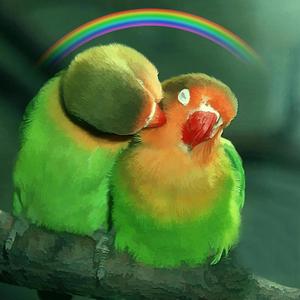 Love Birds
