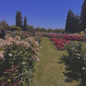 White Rose In Your Garden (Demo)