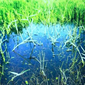 Small Happiness（麗美 Cover）