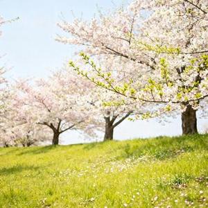 忘了忘记你 (Cover ycccc)