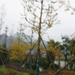 魔鬼中的天使（Cover hebe）