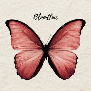 Let's Build A House (Live)