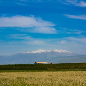 沙漠之花（播放一首缓解情绪的轻音乐）