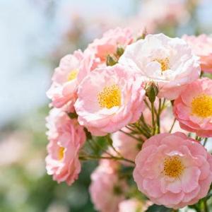 今生缘 (孙乃平 Remix)