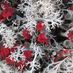 I Don't Want No Presents for Christmas