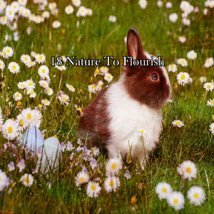 纯粹宁静的森林