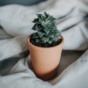 Bittersweet（苦乐参半）