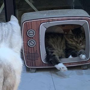 黑猫的彩虹（demo）