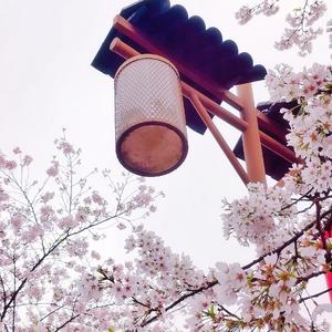 樱花树下の约定（cover 旺仔小乔）