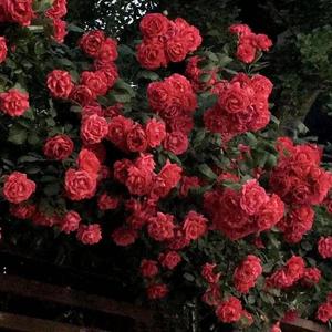 记忆的脉络 伴奏