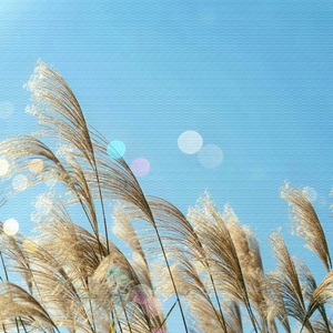 约定 (音乐与爱情一样甜)