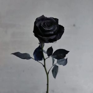 [Free] "ice and snow"