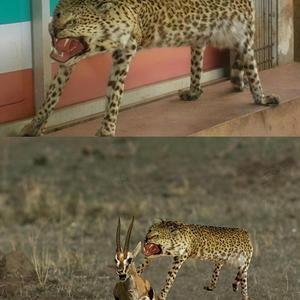 SOY SAKOWEA DESDE Q NACI EN UNA PIZZA EN EL HOSPITAL DE UNA CLASE DE EDUCACION FISICA ME VI A MI TIO EN GUATA PELA Y COLALE (feat. Gustavo wtf)