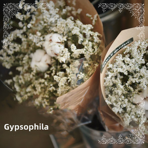 Gypsophila