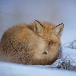 Little do You Know Beat Cry