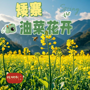 矮寨油菜花开